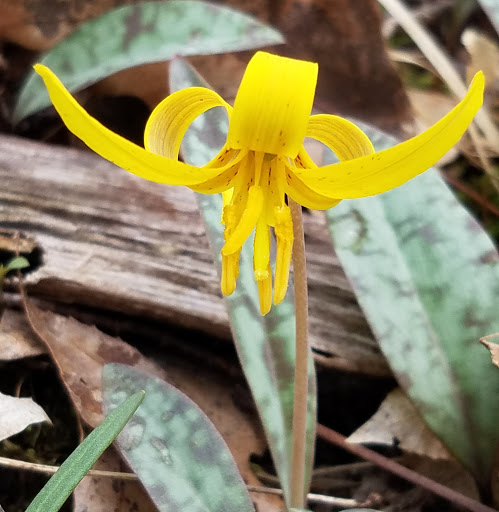 Park «Mary Gray Bird Sanctuary», reviews and photos, 3499 S Bird Sanctuary Rd, Connersville, IN 47331, USA