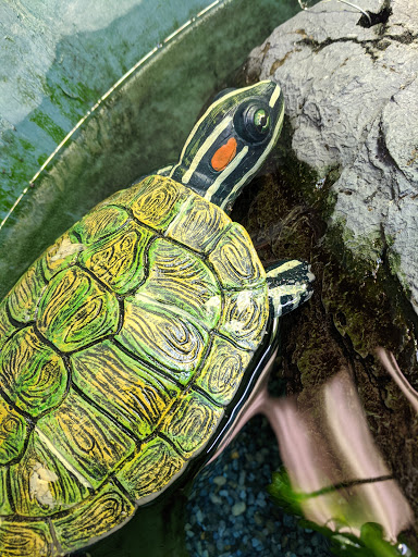 Pet Store «Fin-N-Feather», reviews and photos, 2931 F St, Eureka, CA 95501, USA