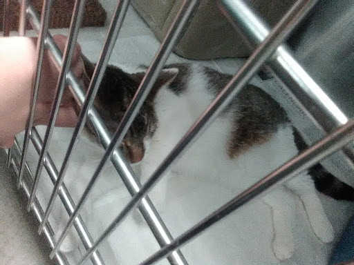 Pet Supply Store «PetSmart», reviews and photos, 4749 Valley View Blvd NW, Roanoke, VA 24012, USA