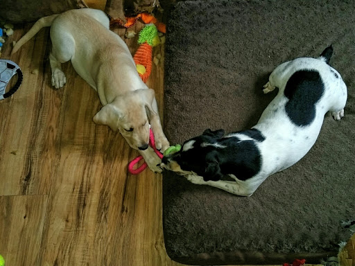 Pet Supply Store «PetSmart», reviews and photos, 198 Promenade Blvd, Flowood, MS 39232, USA