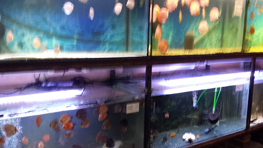 Aquaristik - Stürenburg unter Marienhafe, 