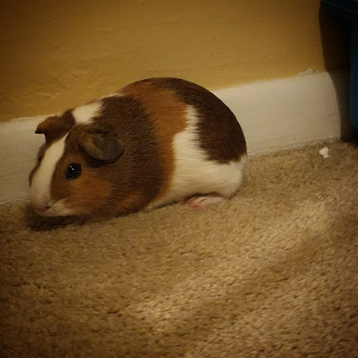 Pet Supply Store «Petco Animal Supplies», reviews and photos, 20111 US-19 #201c, Cranberry Twp, PA 16066, USA