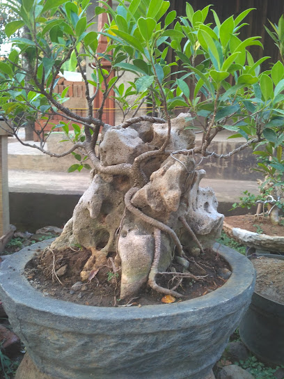 Fadlan bonsai