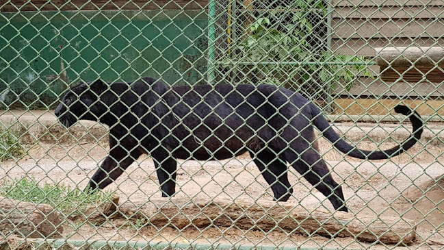 Opiniones de Parque Zoológico Concepción en Concepción - Aparcamiento