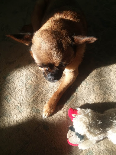 Public Golf Course «Ocean Shores Golf Course», reviews and photos, 500 Canal Dr NE, Ocean Shores, WA 98569, USA