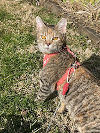 All Pet Express by Noah's - Photo 9 - Car repair in Indianapolis, IN, Indianapolis