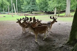 Marselisborg Deer Park image