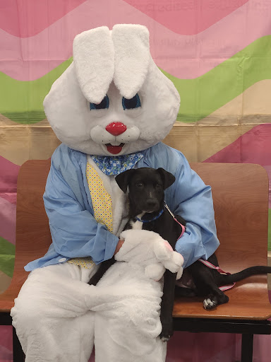 Pet Supply Store «PetSmart», reviews and photos, 2840 W Chandler Blvd, Chandler, AZ 85224, USA