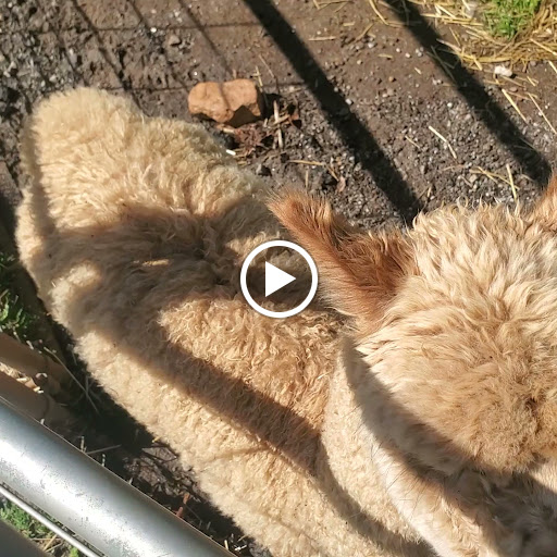 Zoo «Wildlife Wonders», reviews and photos, 2754 Paradise Valley Rd, Cleveland, GA 30528, USA