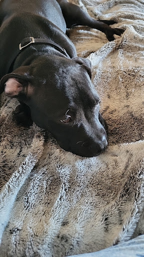 Star City Animal Hospital