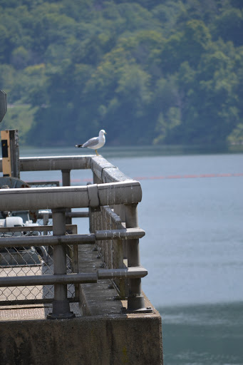 Fishing Area «Kinzua Dam», reviews and photos