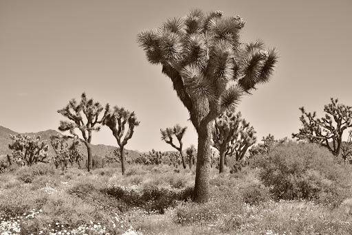 National Park «Joshua Tree National Park», reviews and photos