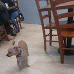 Photo n°3 de l'avis de Yago.9 fait le 28/09/2023 à 16:47 sur le  Rosticceria del Re di Guion Samantha à Pagnacco