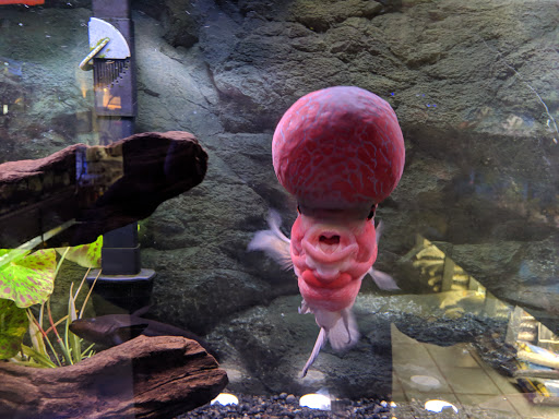 Pet Store «Pets Plus-Reptiles & Exotic», reviews and photos, 421 West Ave, Lockport, NY 14094, USA