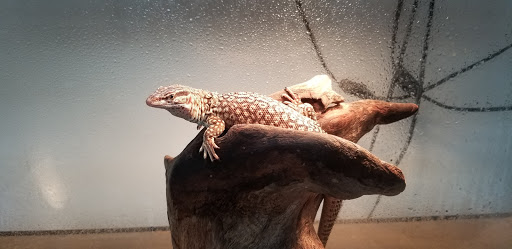 Reptile Store «MOC Reptiles», reviews and photos, 643 NE 125th St, North Miami, FL 33161, USA