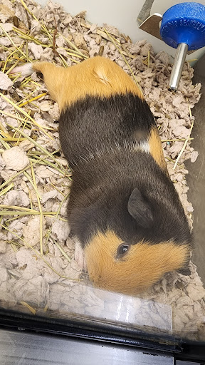 Pet Supply Store «Petco Animal Supplies», reviews and photos, 585 E Wetmore Rd, Tucson, AZ 85705, USA