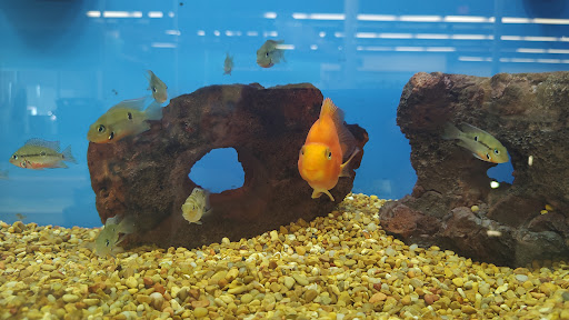 Pet Supply Store «Petco Animal Supplies», reviews and photos, 1680 Campbell Ln, Bowling Green, KY 42104, USA