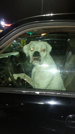 Supermarket «ALDI», reviews and photos, 7701 Olive Blvd, University City, MO 63130, USA