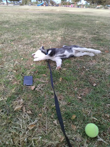 Park «Paradise Valley Park», reviews and photos, 17642 N 40th St, Phoenix, AZ 85032, USA