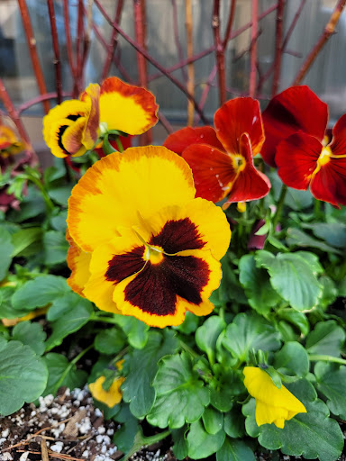 Craft Store «Anthology», reviews and photos, 218 State St, Madison, WI 53703, USA