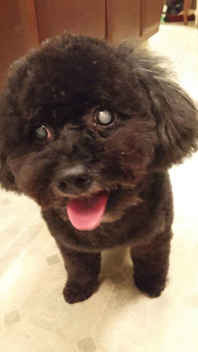 Photo of Mink Dog Grooming