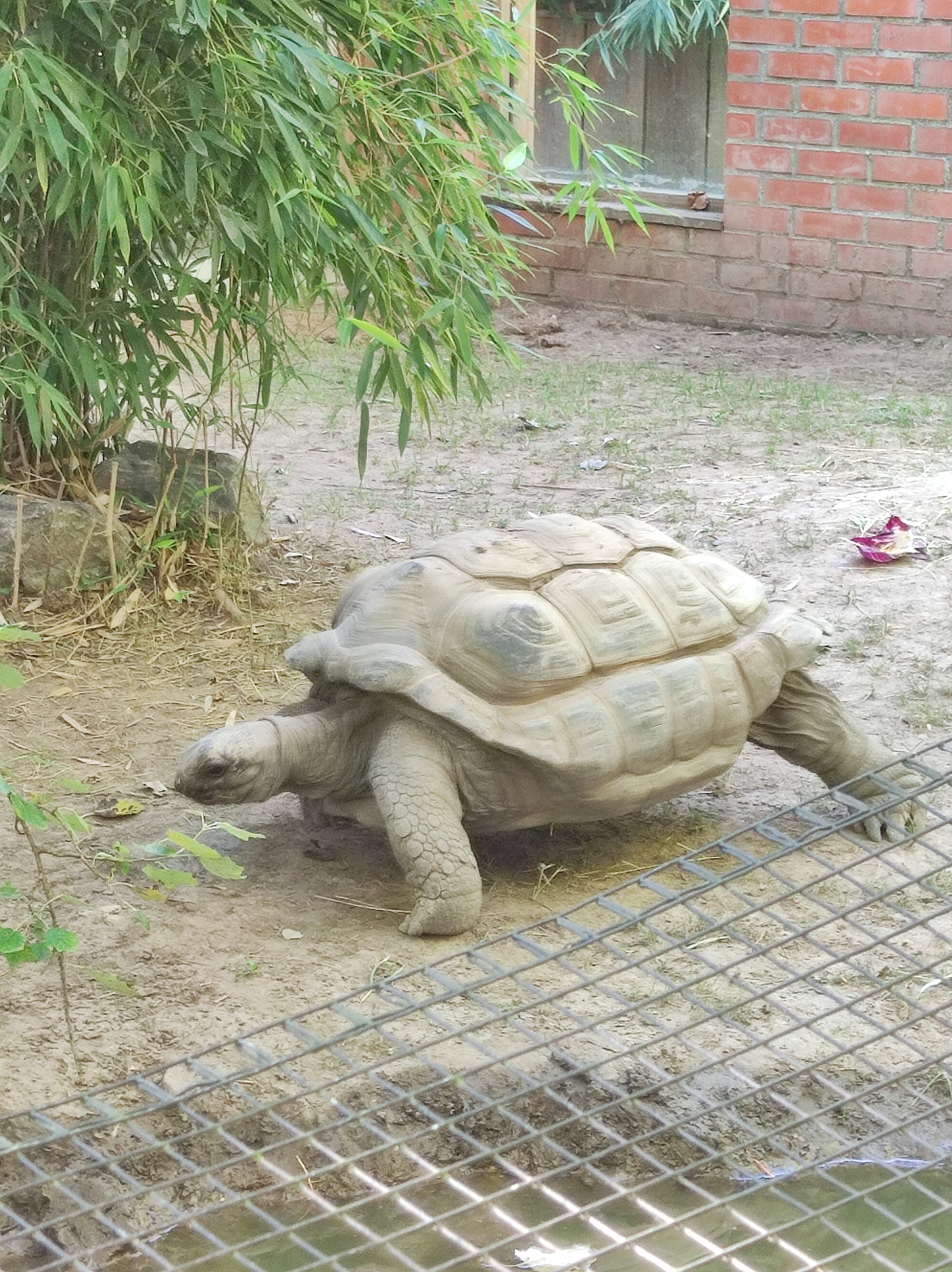 Photo n° 17 de l'avis de Barcelonesa974. fait le 18/01/2024 à 06:36