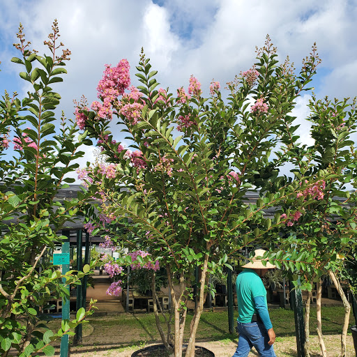 Plant Nursery «HOUSTON PLANTS & GARDEN WORLD», reviews and photos, 16726 North Fwy, Houston, TX 77090, USA