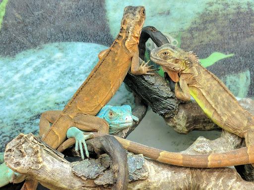 Pet Supply Store «Petco Animal Supplies», reviews and photos, 710 Franklin Ave, Franklin Square, NY 11010, USA