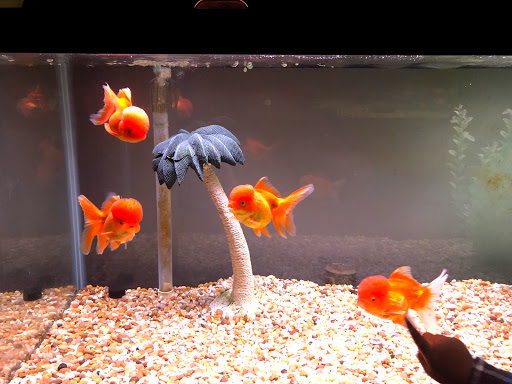 Tropical Fish Store «Golden Fish Aquariums», reviews and photos, 7145 W Colfax Ave, Lakewood, CO 80214, USA