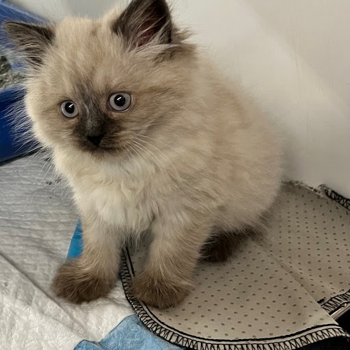 Pet Store «PV Pets», reviews and photos, 233 S Broadway, Pennsville, NJ 08070, USA