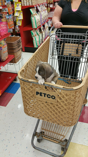 Pet Supply Store «Petco Animal Supplies», reviews and photos, 825 Hartford Turnpike, Waterford, CT 06385, USA
