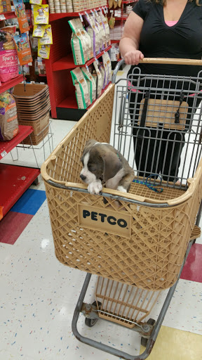 Pet Supply Store «Petco Animal Supplies», reviews and photos, 825 Hartford Turnpike, Waterford, CT 06385, USA