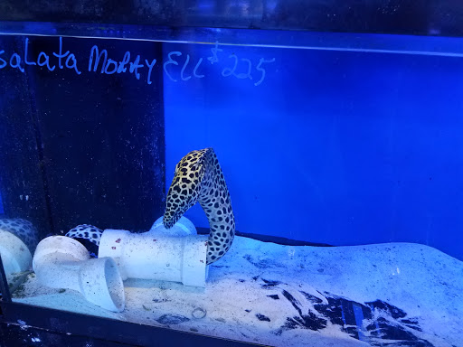 Pet Store «Tanks A Lot Aquariums», reviews and photos, 6680 Lantana Rd, Lake Worth, FL 33467, USA