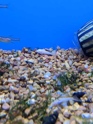 Pet Supply Store «Petco Animal Supplies», reviews and photos, 2241 Porter Creek Dr, Fort Worth, TX 76177, USA