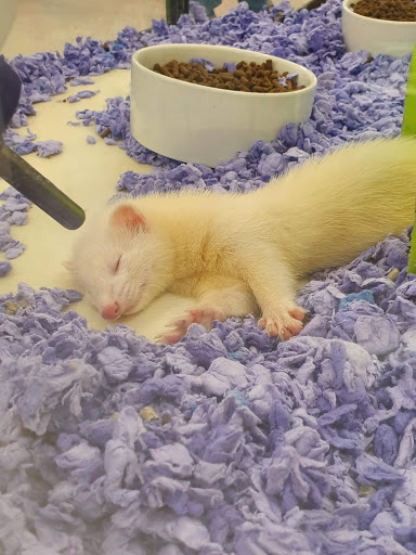 Pet Supply Store «Petco Animal Supplies», reviews and photos, 1624 Governors Square Blvd, Tallahassee, FL 32301, USA