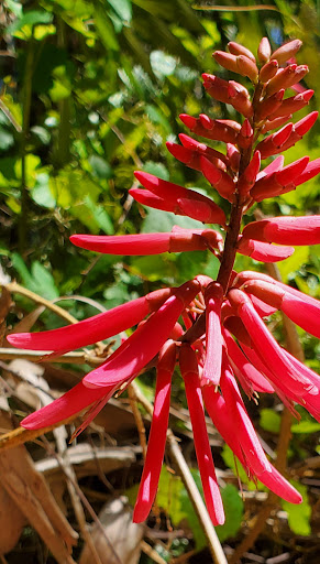 County Government Office «Brevard County Enchanted Forest Sanctuary», reviews and photos, 444 Columbia Blvd, Titusville, FL 32780, USA