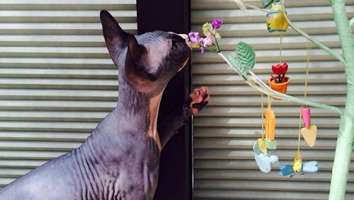 Sphynx Canada Cattery