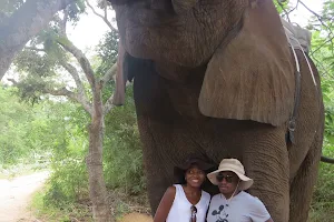 Elephant Whispers image