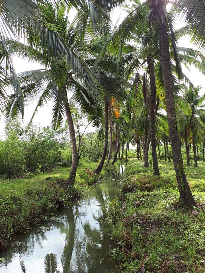 Y.Farmily The organic coconut farm