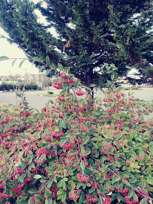 Town Square Park - photo 35
