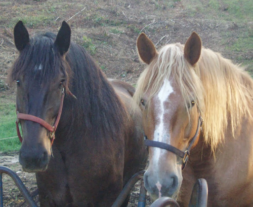 Horse rental service Durham