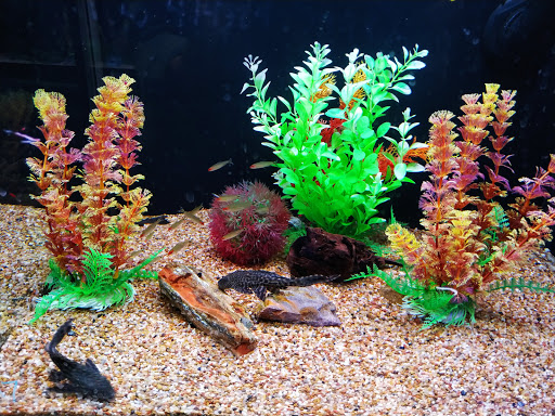 Tropical Fish Store «Aquarium Adventure», reviews and photos, 744 E Boughton Rd, Bolingbrook, IL 60440, USA