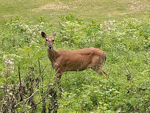 Golf Course «Pine Hills Golf Course», reviews and photos, N9499 Pine Hills Dr, Gresham, WI 54128, USA