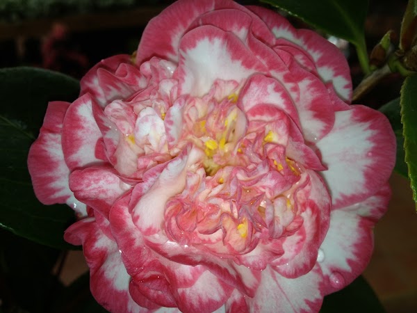 Imagen de El Roble (25 de 27)