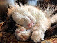 North Jersey Pet Sitters LLC - Photo 2 - Car repair in , Newark