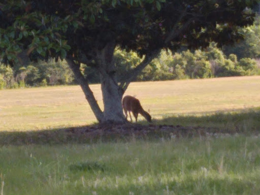 Golf Club «Jekyll Island Golf Club», reviews and photos, 322 Captain Wylly Rd, Jekyll Island, GA 31527, USA