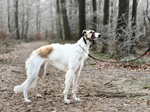 Animetho - Praxis für Tierverhaltenstherapie unter Steinhagen, 