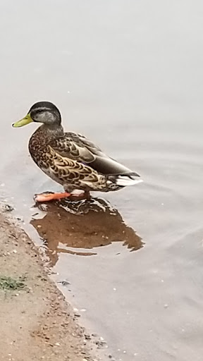 Park «Roosevelt Park», reviews and photos, Roosevelt Dr, Edison, NJ 08837, USA