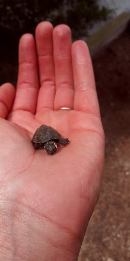 Golf Club «Cedar Lake Golf Club», reviews and photos, 5720 S Sharon Church Rd, Loganville, GA 30052, USA