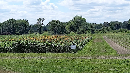 Pick your own farm produce Cambridge